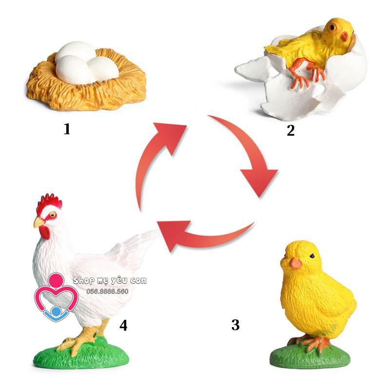 Mô Hình Vòng Đời hình thành và phát triển Động Vật, Thực Vật, Côn Trùng - Bé Khám Phá Khoa Học Life cycle