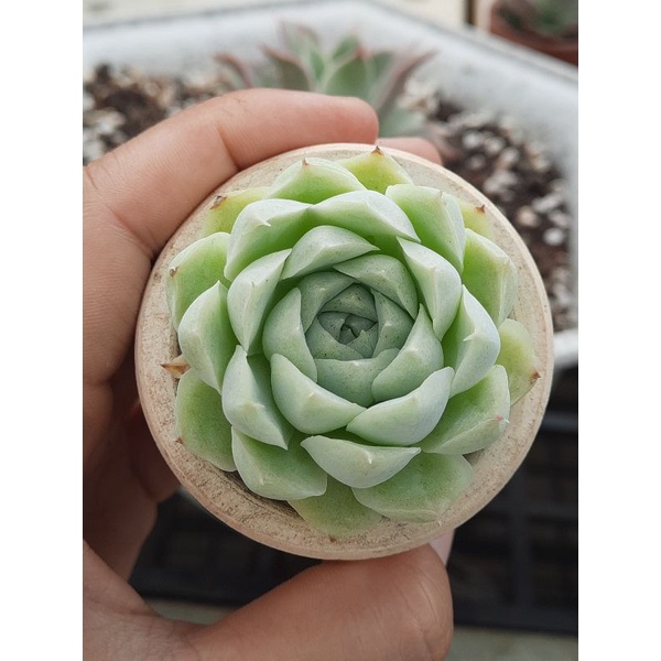 Sen đá bánh bông lan mini size 4_5cm