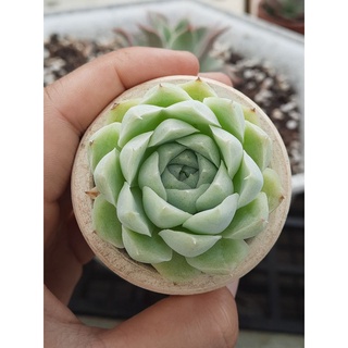 Sen đá bánh bông lan mini size 4_5cm