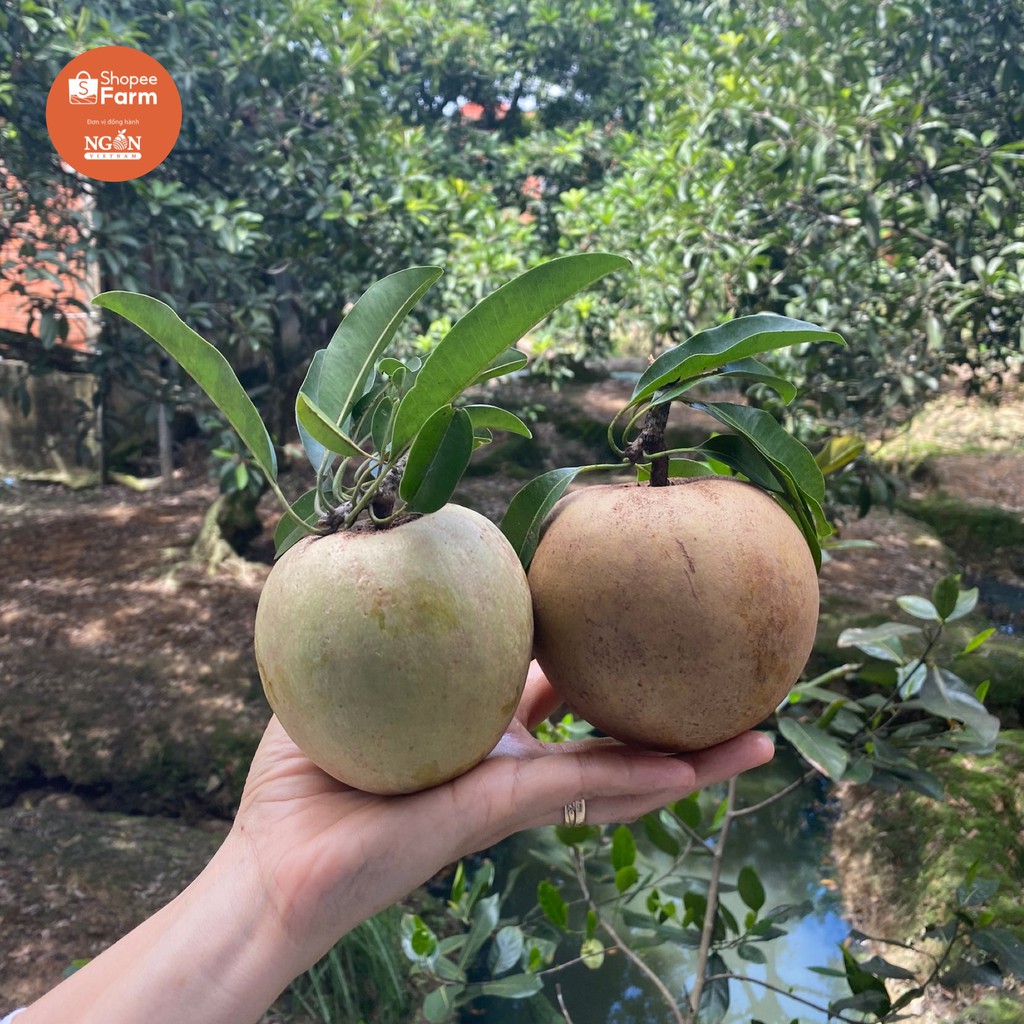 [Mã 267FMCGSALE giảm 8% đơn 500K] [HN] 1KG Sapoche (Hồng Xiêm) Mexico Tiền Giang Mọng Thơm Ngọt Đậm - Shopeefarm | BigBuy360 - bigbuy360.vn