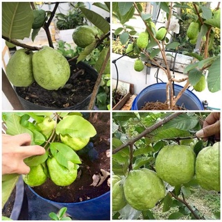 CÂY ỔI KHÔNG HẠT( cây giống cao 40-50cm)
