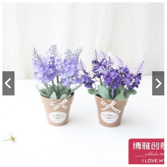 Chậu hoa lavender nhỏ xinh.aqa