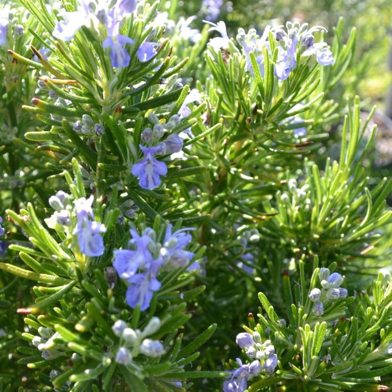 Hạt giống cây Hương Thảo  ROSEMARY. đóng gói 0.03gr