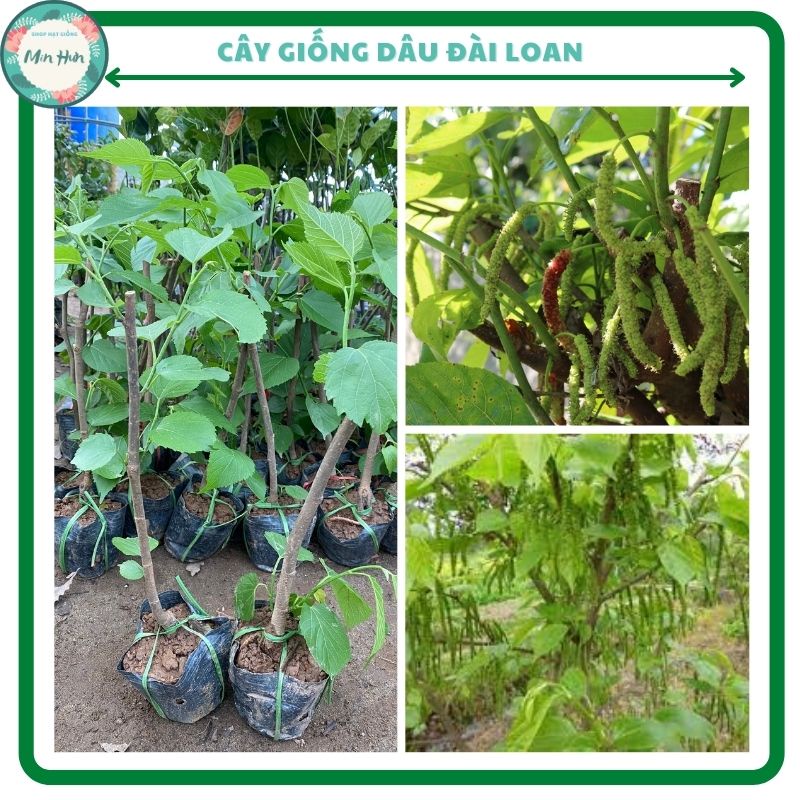 Cây giống dâu Đài Loan quả dài siêu ngọt, giâm cành rất sai quả, dễ trồng
