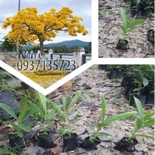 combo 5 cây giống chuông vàng ( cây giống )