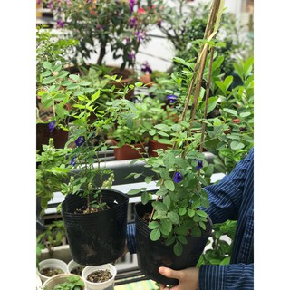 Cây đậu biếc