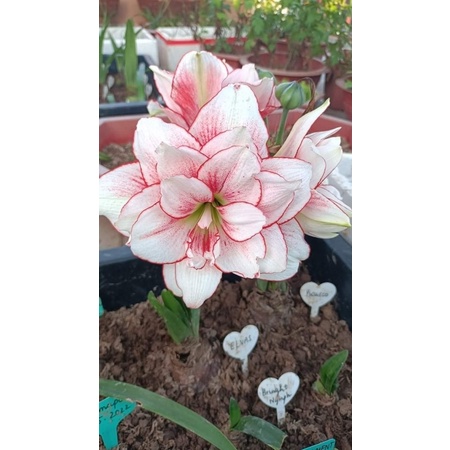 10 củ hoa Huệ kép đủ màu HOA TẾT
