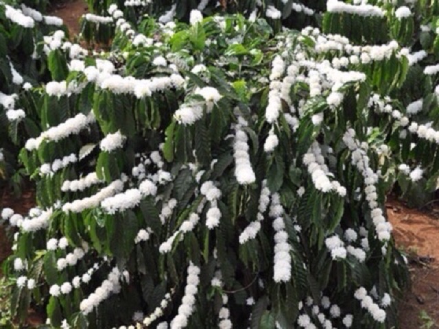 Siêu Ngon 1 Lít mật ong hoa cafe 100% nguyên chất