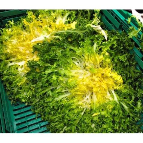 Hạt Giống Rau Xà Lách Hoàng Đế  -Dễ Trồng, Dinh Dưỡng, Năng Suất Cao - MUA 3 TẶNG 1 CÙNG LOẠI