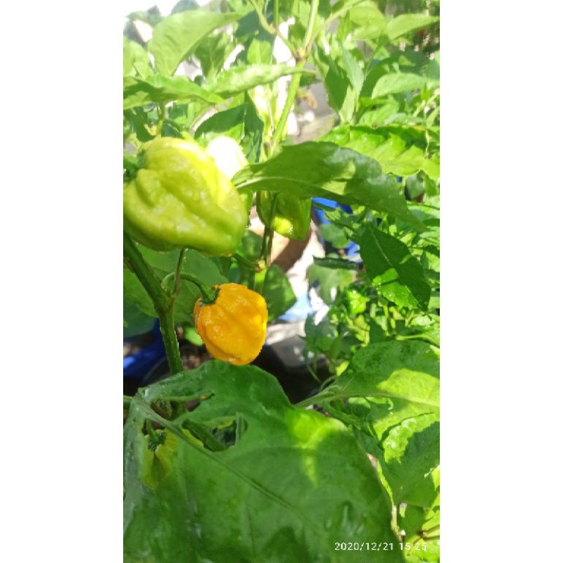 hạt ớt HABANERO VÀNG ( LEMON HABANERO)