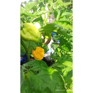 5 hạt ớt HABANERO VÀNG ( LEMON HABANERO)
