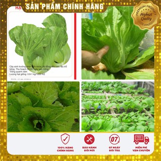 Hạt giống Cải Bẹ Dưa 20gram [Bán Sỉ]