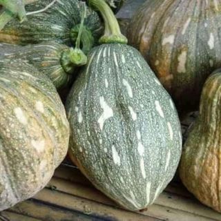 hạt giống bí ngô mật luga