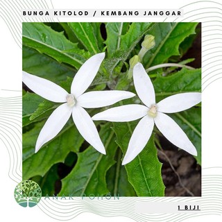 Hạt giống hoa năm sao 20h