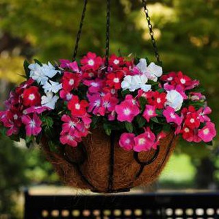 HẠT GIỐNG  HOA DỪA CẠN FVN nhập khẩu-  chuyên dụng.