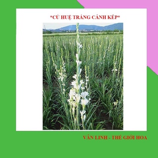 Củ Hoa Huệ Ta Màu Trắng ,Cánh Kép ,Hoa Thơm , Nở Quanh Năm