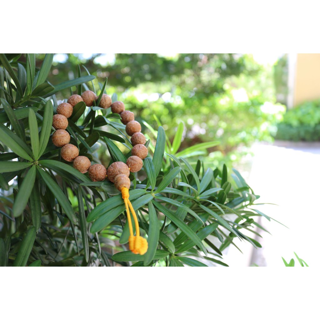 Vòng tay bồ đề mắt Phật (Phật nhãn) Nepal tự nhiên 12-15mm - Nepali Handmade Natural Bhodi Chitta Bracelet 12-15mm