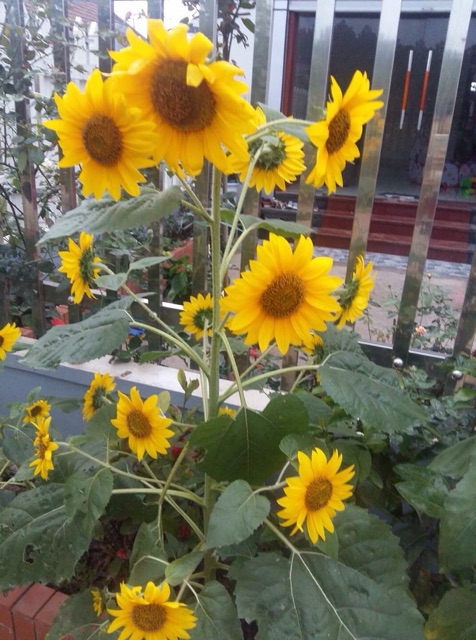 Hạt giống hoa hướng dương cao