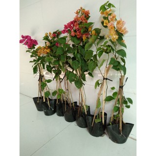 Cây hoa giấy giống