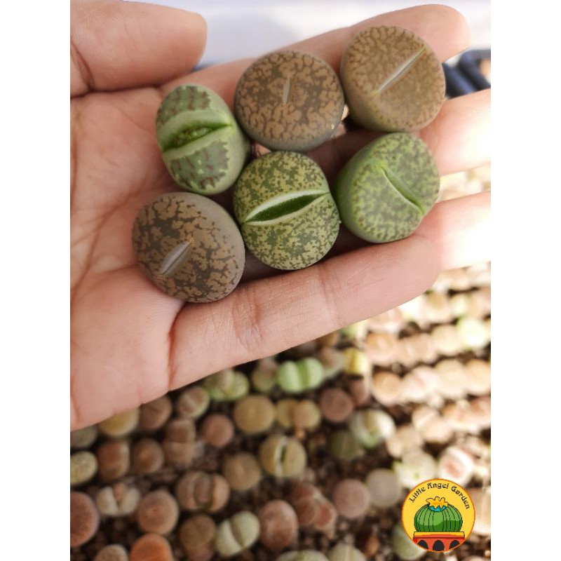 1 sen mông | thạch lan | lithops size 1.8 - 2.2cm giao ngẫu nhiên