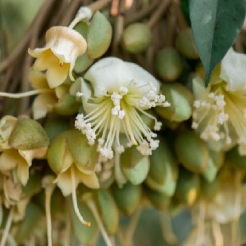 Phân Bón Siêu Lân 10-60-10+TE, gói 1kg, tạo mầm hoa, Kích ra hoa lan, kéo đọt