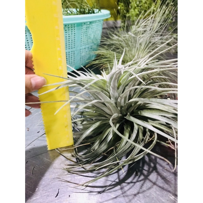 Cây không khí Tillandsia Houston (Hồng hạnh)