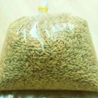 Doanh cb thóc cho chim cảnh hatn