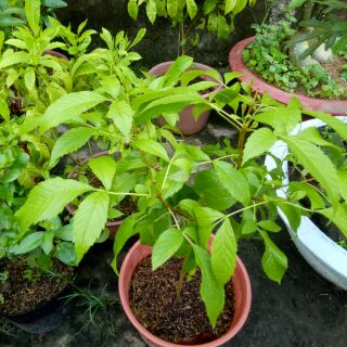 Cây Giống Hoa Huỳnh Liên
