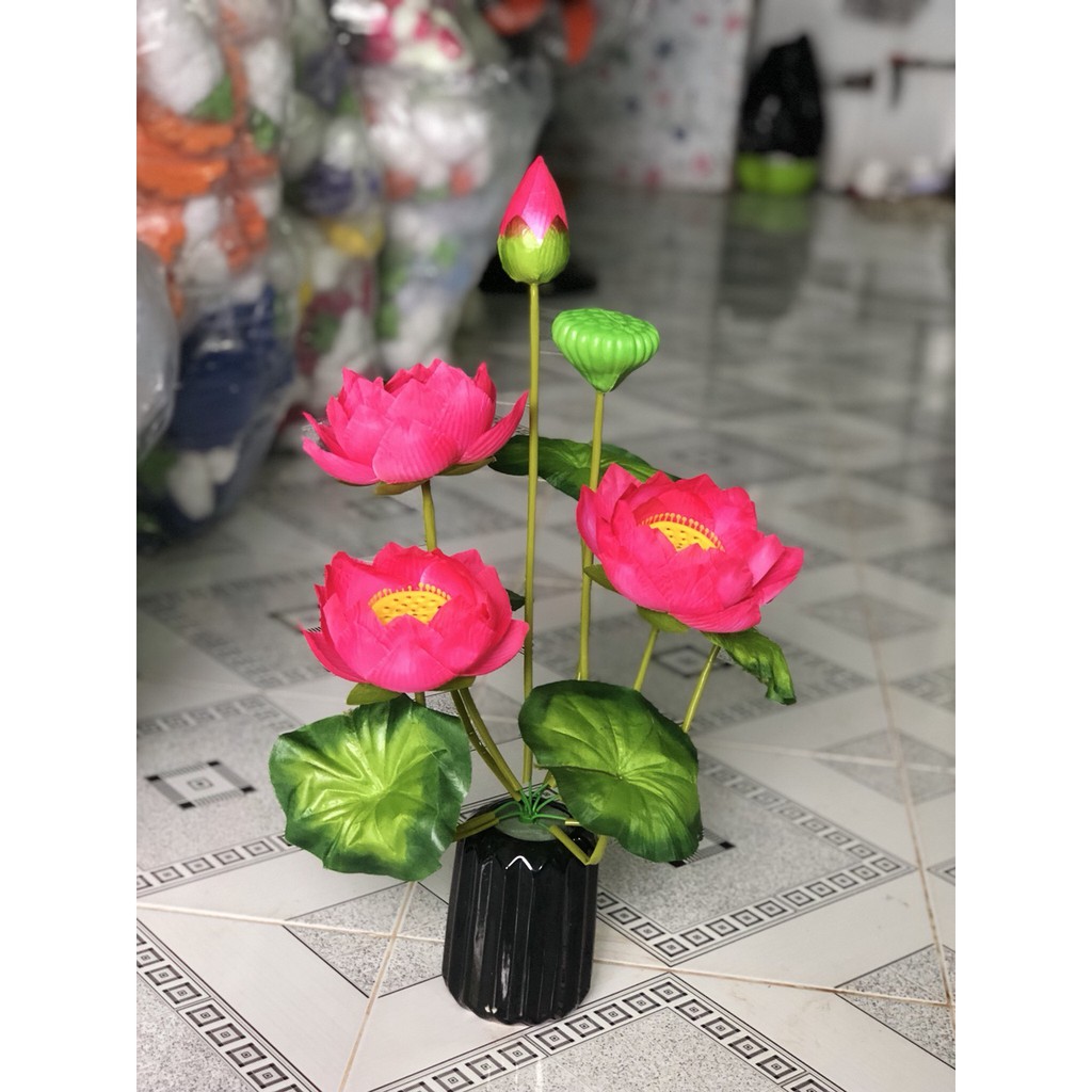 10 CỤM SEN TO ( KHÔNG KÈM CHẬU)