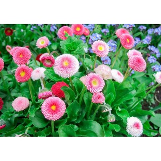 Hạt giống hoa Cúc Anh - CÚC BELLIS mix nhiều màu