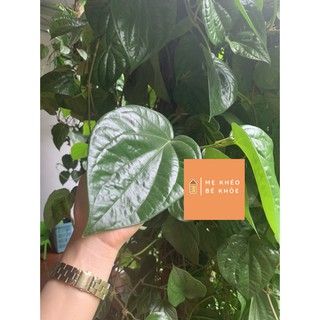 Lá trầu không tươi 200gr