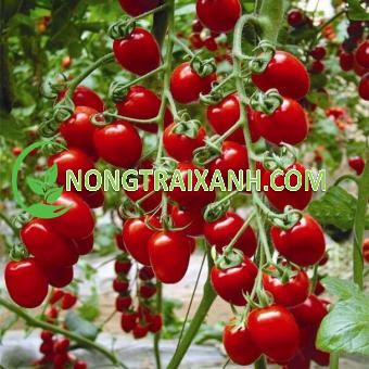 200H - HẠT GIỐNG CÀ CHUA BI ĐỎ SIÊU QUẢ