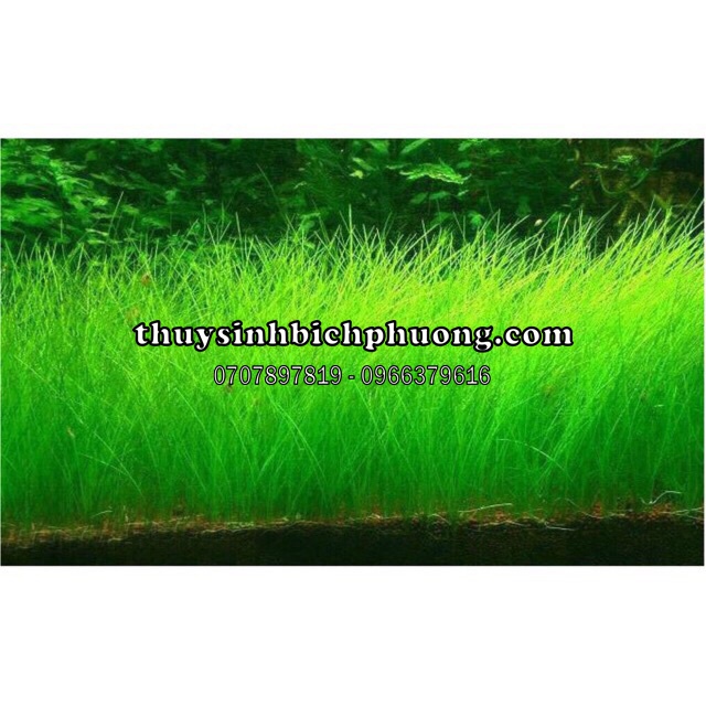HẠT GIỐNG NGƯU MAO CHIÊN - HẠT MẦM THUỶ SINH