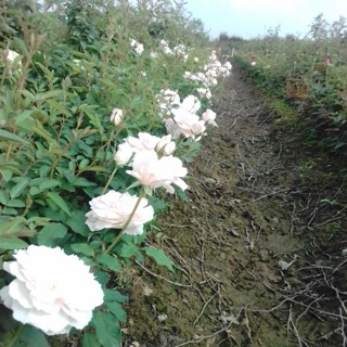 Hồng rễ trần combo 10 cây