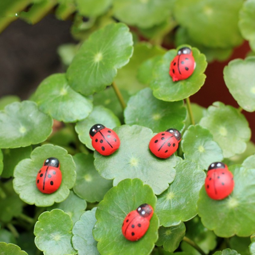 ComBo 10 Chú Bò Rùa Mini Size 1.5cm Trang Trí Tiểu Cảnh - Mô Hình Trang Trí Mini Chậu Cảnh,Sen Đá,Bonsai-Terrarium