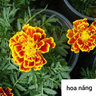 Gói 500 hạt Cúc vạn thọ pháp.....