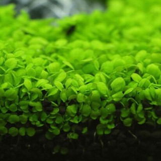 HẠT GIỐNG CHÂN TRÂU THỦY SINH MỘT CỎ LÁ ĐÔI NHỎ