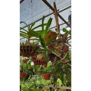 ( HELOO) . Hoa lan bạch nhạn ( cây to 40cm)+ 700g phân thỏ hữu cơ