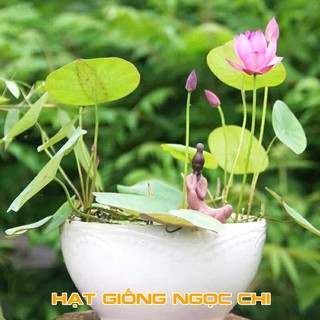 Hạt Giống Sen Mini Nhật 5 Màu Mix - 5 Hạt