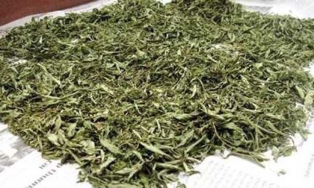 500g Cỏ ngọt sấy lạnh chữa tiểu đường, huyết áp cao