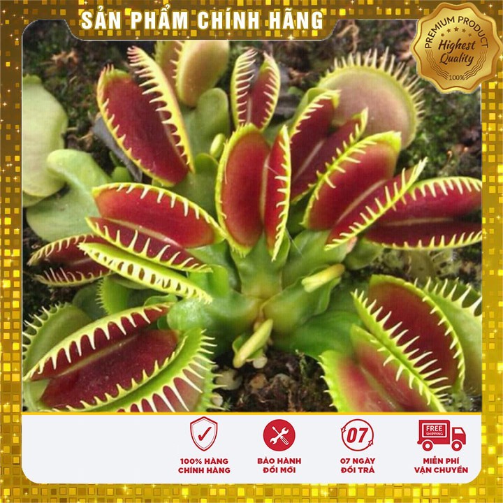 Hạt Giống Cây Bắt Mồi - 5 hạt cây bắt côn trùng