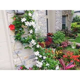 (VHST - GIAO TRONG NGÀY) Cây HOA TUYẾT ANH leo.