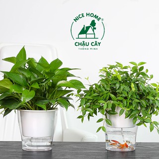 Chậu cây tự dưỡng thông minh - W10