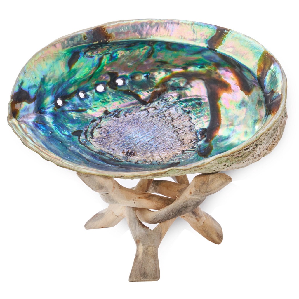 ĐĨA ỐC New Zealand - Natural Abalone Shell - THẢO MỘC XÔNG NHÀ