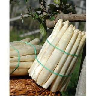 20 Hạt giống Măng Tây Trắng (Kèm kích thích hạt nảy mầm)