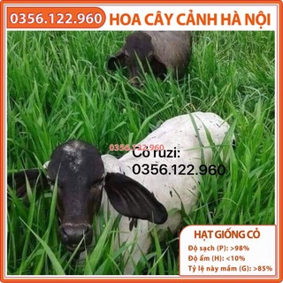 Hạt giống cỏ chăn nuôi cỏ RUZI Cỏ sả, Chịu giẫm đạp -100gr