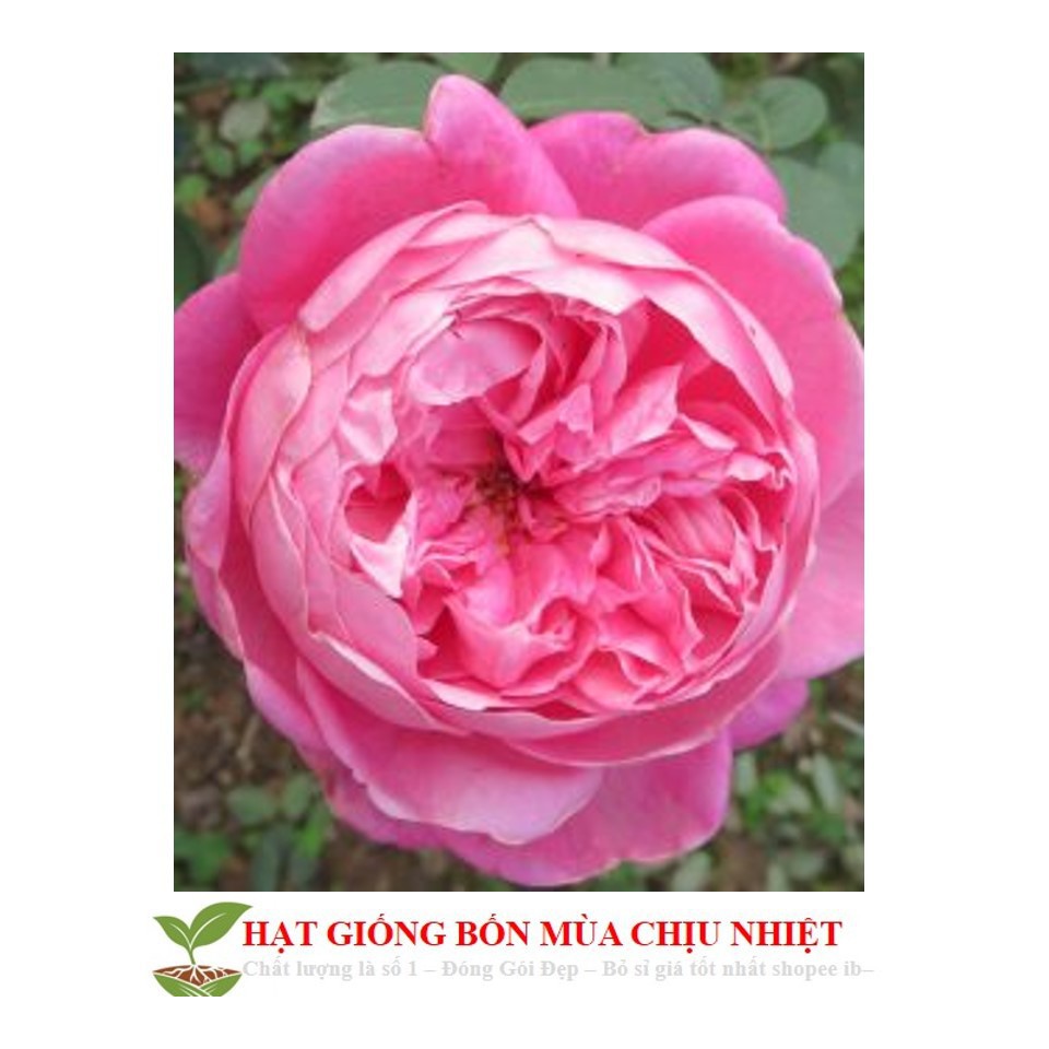 HẠT Hoa hồng quế hồng cánh kép 10 hạt ĐẾN MÙA TRỒNG TẾT