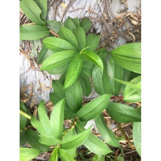 Cây mía dò giống