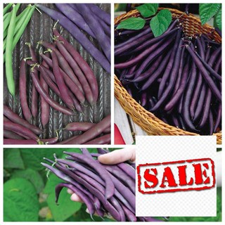 Hạt giống đạu cove tím 5 gr sale