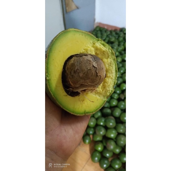 Bơ Booth Đắk Lắk- Bơ Vàng Béo Dẻo Siêu Ngon - Giao Tận Nơi